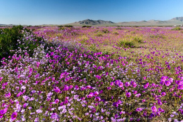 Colorful dense carpet of lilac and blue flowers, Atacama desierto florido 2017