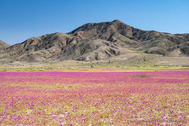 Atacama desierto florido Chile 2022