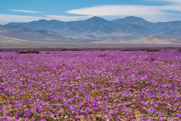 Atacama Desierto florido 2015, massive appearance of Pata de Guanaco flowers