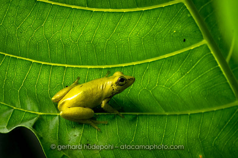 Reed Frog (Hyperolius sp.), Odzala-Kokoua of Congo - Image Z7F8267.jpg ...