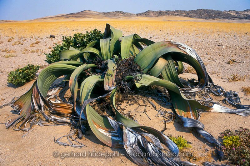 Preview welwitschia2.jpg