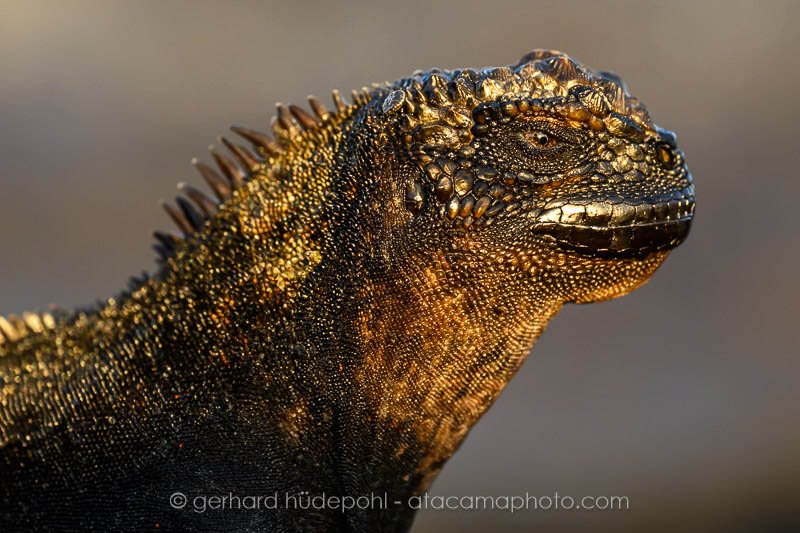 Preview _Z8F8405.jpg