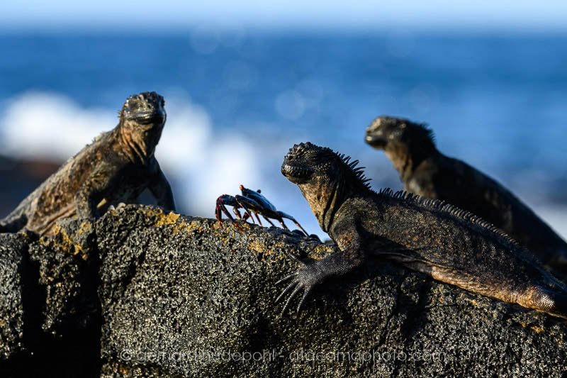 Preview _Z8F8476.jpg