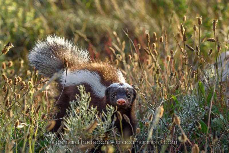 Preview patagonia-skunk.jpg