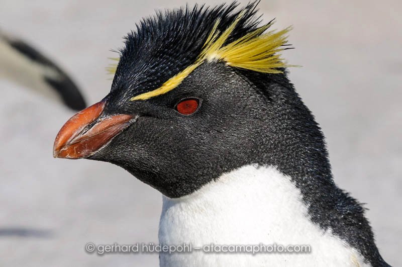 Preview rockhopper-penguin-portrait-falklands.jpg
