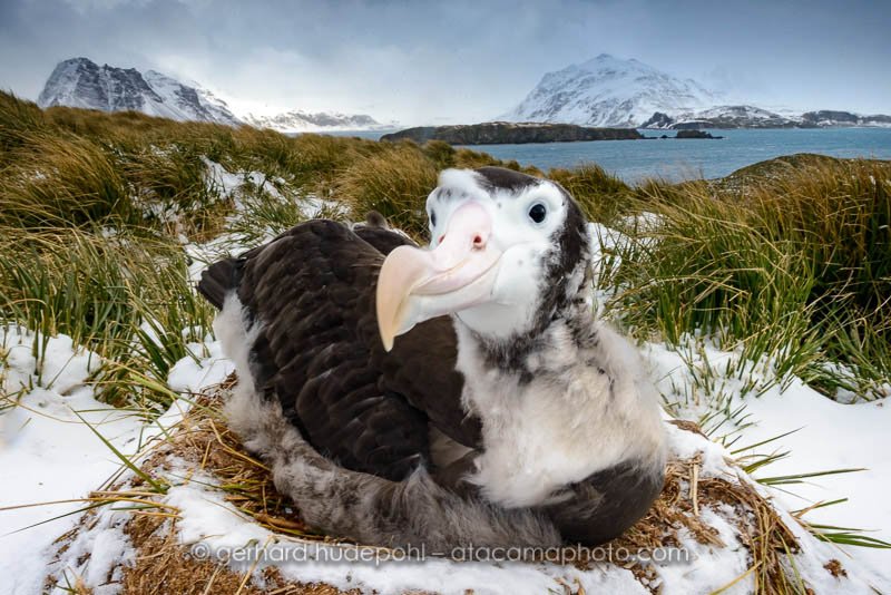 Preview wandering-albatross-chick-on-nest.jpg