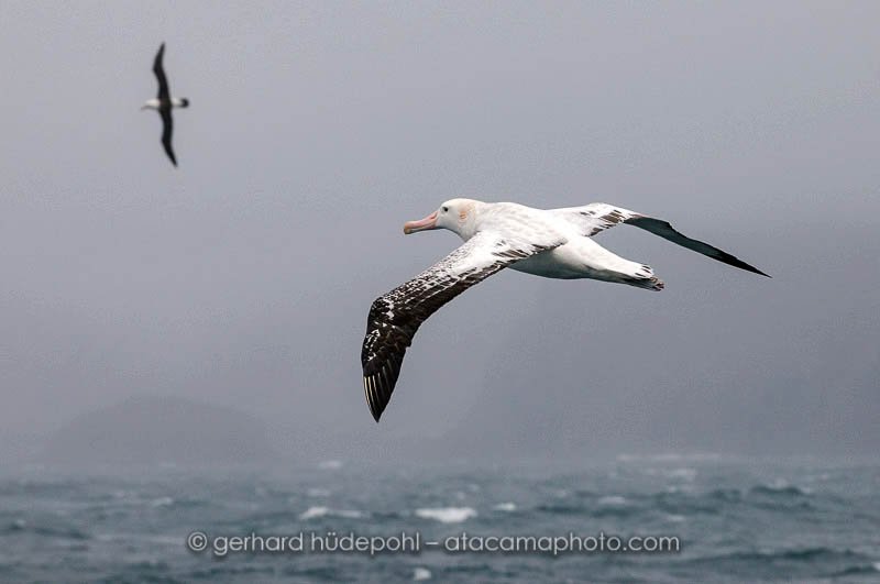 Preview wandering-albatross-flying2.jpg