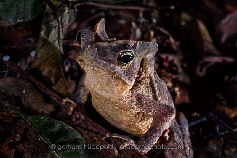 Preview crested-toad-tambopata.jpg