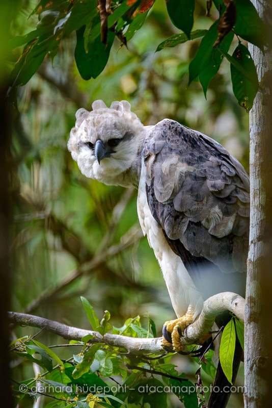 Preview harpy-eagle-perched.jpg