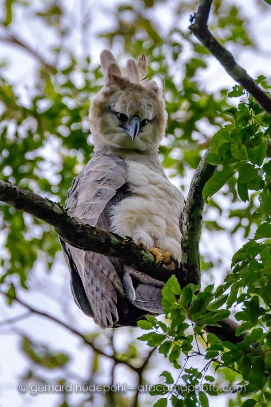 Preview juvenile-harpy-eagle-looking-from-tree.jpg