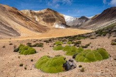 Volcanic landscape at nearly 5000 meter altitude with Llareta plants, Altiplano of Chile