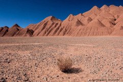 Dry plant and clay mountains at the Desierto del Diabolo, Puna de Atacama near Tolar Grande, Argentina