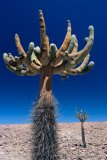 Giant candelabre cactus (Browningia candelaris) in the mountains of the Atacama near Putre, Chile