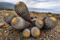 Closeup of Copiapoa gigantea cactus at the coastal Atacama desert near Taltal, Chile