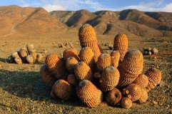 Orange Copiapoa cactus (Copiapoa cinerea ssp. haseltoniana) in coastal Atacama desert of Paposo