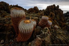 Copiapoa cinerea cactus at the Atacama coast near Taltal