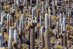 Large cardon cactus forest on Isla Incahuasi, Salar de Uyuni