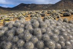Copiapoa Cactus (Copiapoa dealbata) grow in large clumps near the Atacama desert coast, Parque Nacioal Llanos de Challe, Chile