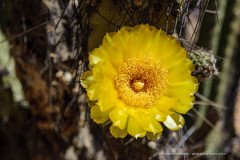 Corryocactus brevistylus with yellow flower, Putre