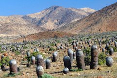 Dense habitat of Copiapoa cinerea cacti in the coastal mountains near Taltal, Chile