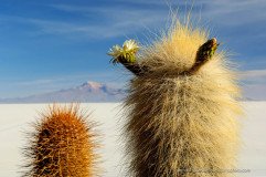 Cardon cactus (Echinopsis atacamensis pasacana) blooming at Salar de Uyuni, Bolivia