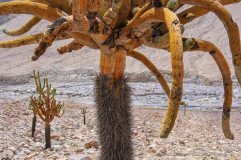 Large Candelabre cactus (Browningia candelaris) in the Atacama desert mountains near Putre, Chile