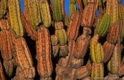 Corryocactus in warm evening light, Atacama desert