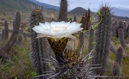 Close up of giant flower and spines of Echinopsis deserticola cactus, Atacama desert, Chile