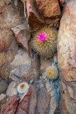 Eriosyce subgibbosa cacti with flower growing in a vertical rock cliff, Tongoy Chile