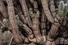 A very old specimen of Eulychnia saint-pieana cactus at Pan de Azucar National Park