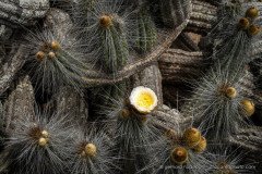 Copao cactus with first flower (Eulychina breviflora), Atacama Region Chile