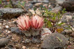 Eriosyce glabrescens is a small cactus that is growing mostly underground and hardly visible