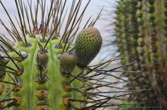 The coastal Camanchaca fog has covered the buds of Echinopsis deserticola cactus with water droplets
