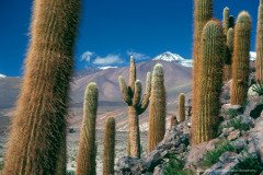 Giant cardon cactus (Echinopsis atacamensis) in the Andes of Chile, near San Pedro de Atacama