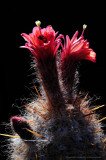 Red flowers of Old Man of The Andes cactus (Oreocereus leucotrichus) in full bloom