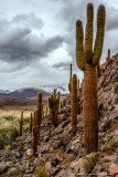 Echinopsis atacamensis forest with mountains and dark cloudy sky