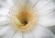Close up of white cactus flower (Echinopsis deserticola), Atacama desert