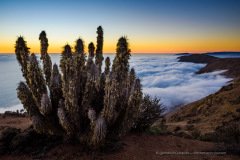 Lichen covered cactus on top of coastal mountain range with Camanchaca clouds below at sunset. Atacama coast.