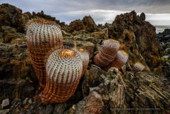 Copiapoa cinerea cactus at the Atacama coast near Taltal