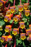 Tropaeolum tricolor, a colorful little flower, Reserva Nacional Paposo, Atacama desert