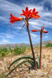The red Añañuca (Rhodophiala phycelloides) is an endemic lily of the Atacama Desert