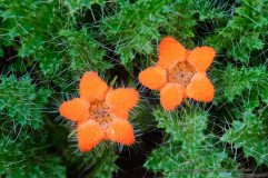 Stinging orange flower of the altiplano of Chile (Caiophora andina)