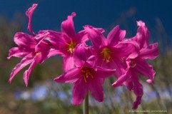 Rhodophiala laeta, a rare magenta lily of the Atacama Desert, Chile