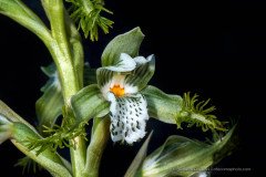 Flor de bigote (Bipinnula fimbriata), an endemic orchid of central Chile