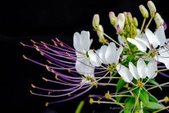 Tacma flower close up, Cleome chilensis. Beautiful flower of the Atacama desert