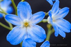Zephyra elegans, blue flowers of Atacama Desert