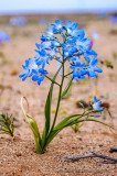 Zephyra elegans, a beautiful blue flower of Atacama Desert in bloom