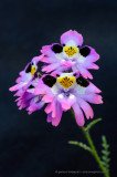 Poor Man's Orchid (Schizanthus litoralis), endemic flower of northern Chile