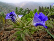 Blue Nolana flower just opening it blossoms in the morning fog of the coastal Atacama desert, Chile