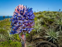 Puya venusta is a rare plant of the Bromeliaceae family. Central Chile